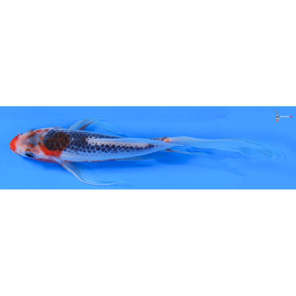 7” Imported Asagi Butterfly Koi