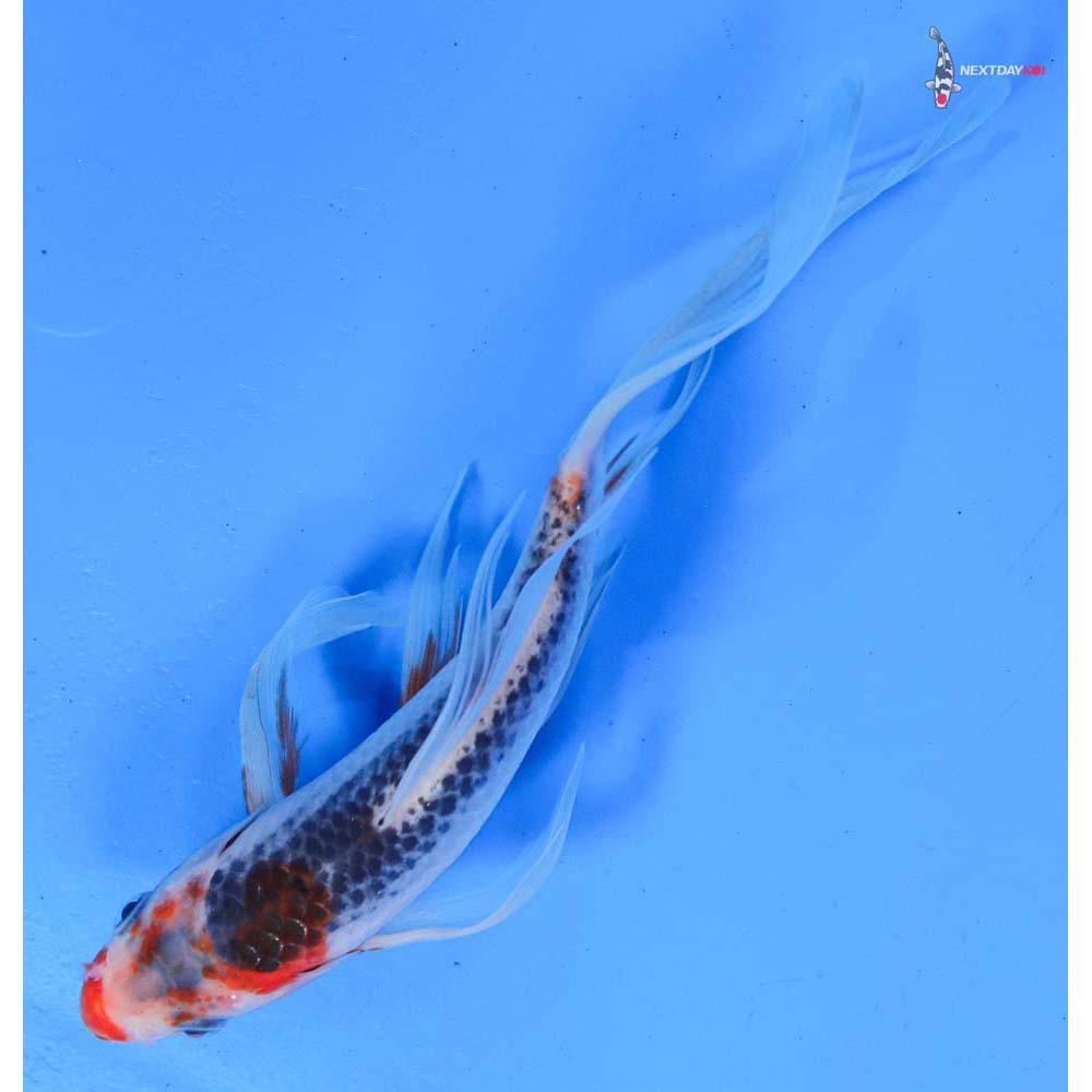7” Imported Asagi Butterfly Koi