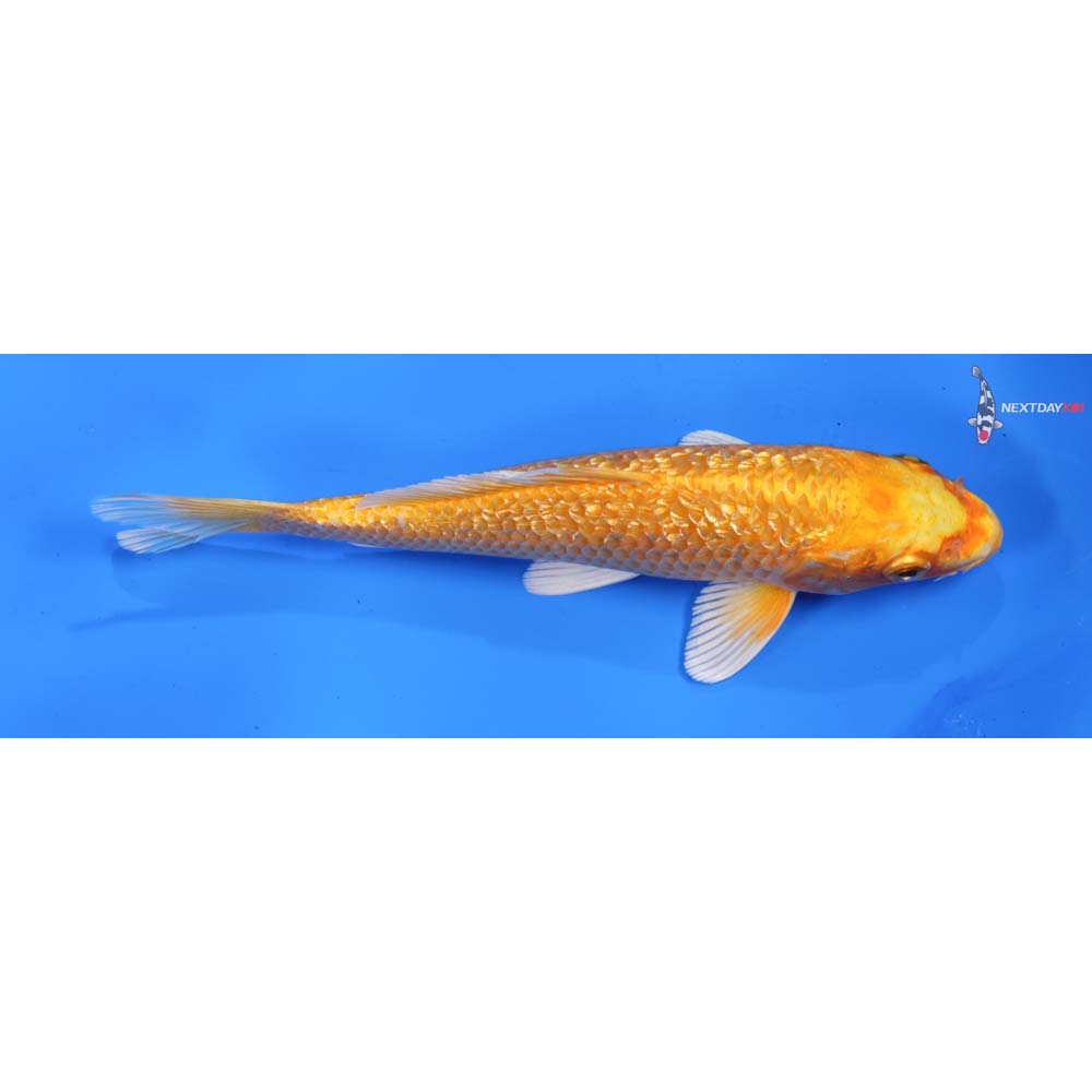 7” Imported Gin Rin Yamabuki Ogon