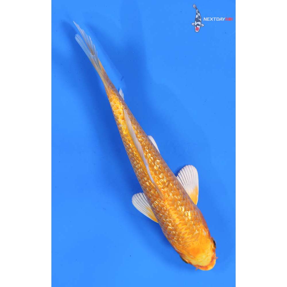 7” Imported Gin Rin Yamabuki Ogon
