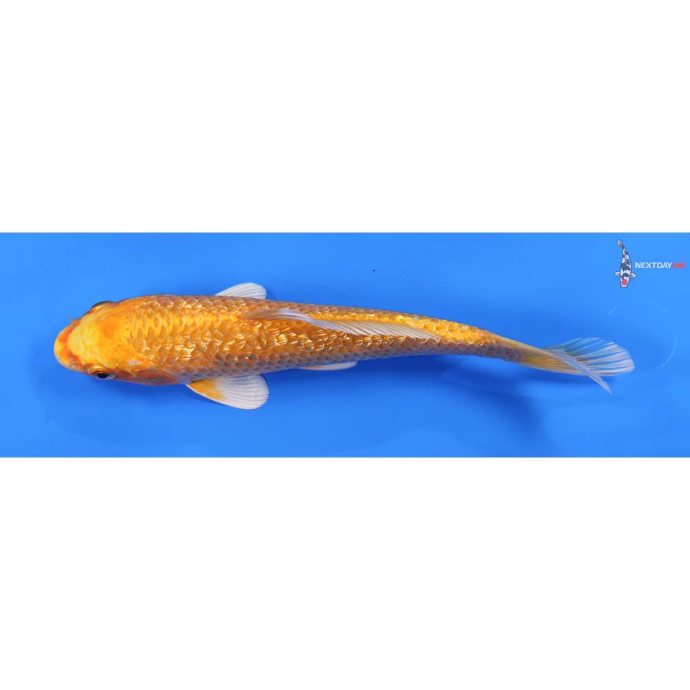 7” Imported Gin Rin Yamabuki Ogon