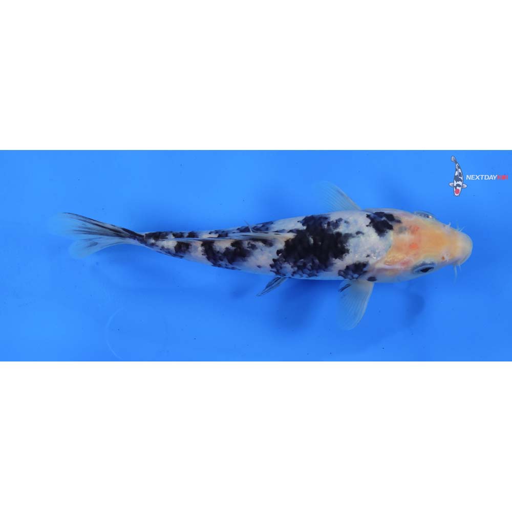 6.5” Imported Shiro Bekko