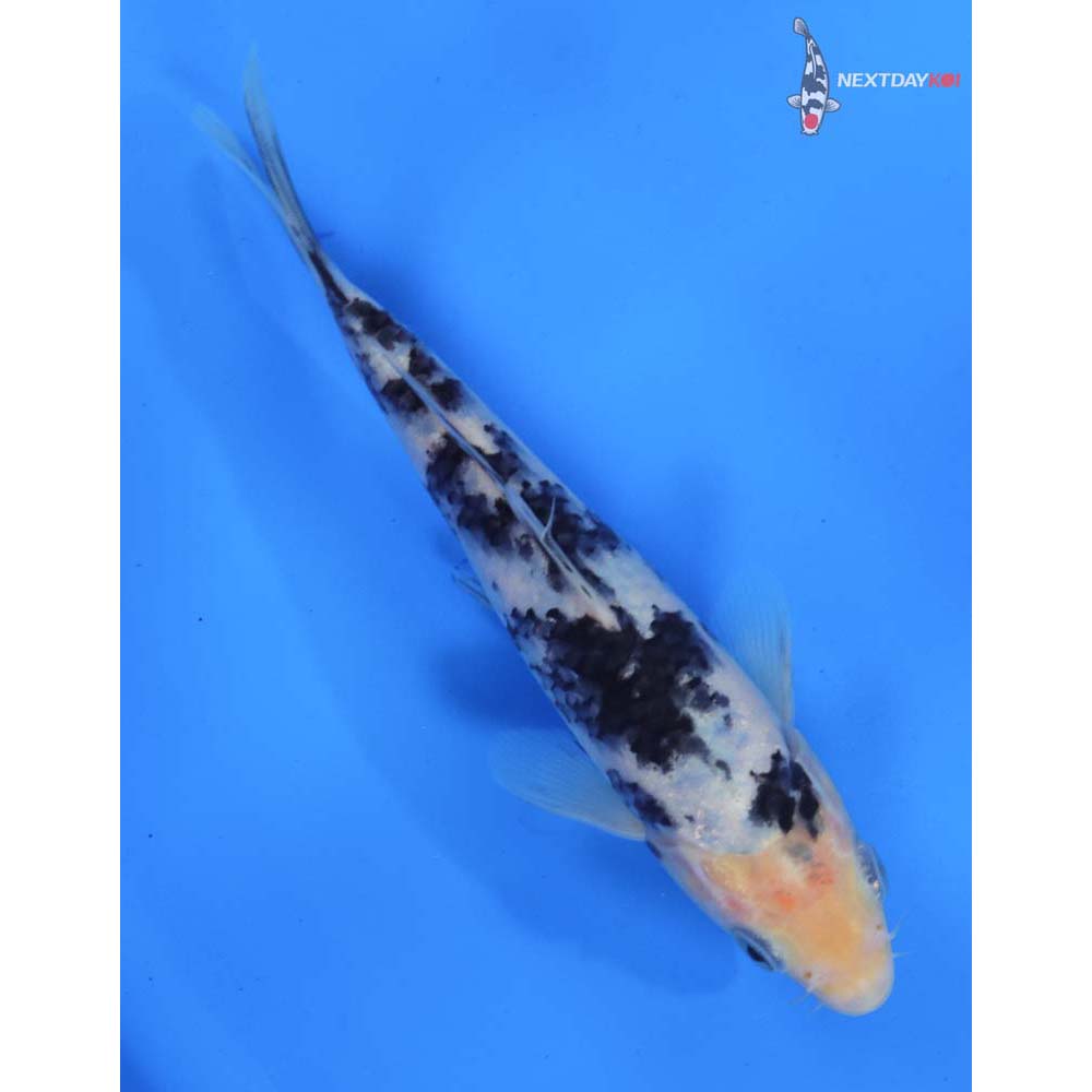 6.5” Imported Shiro Bekko