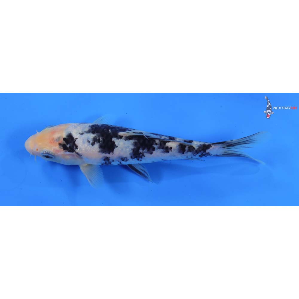 6.5” Imported Shiro Bekko