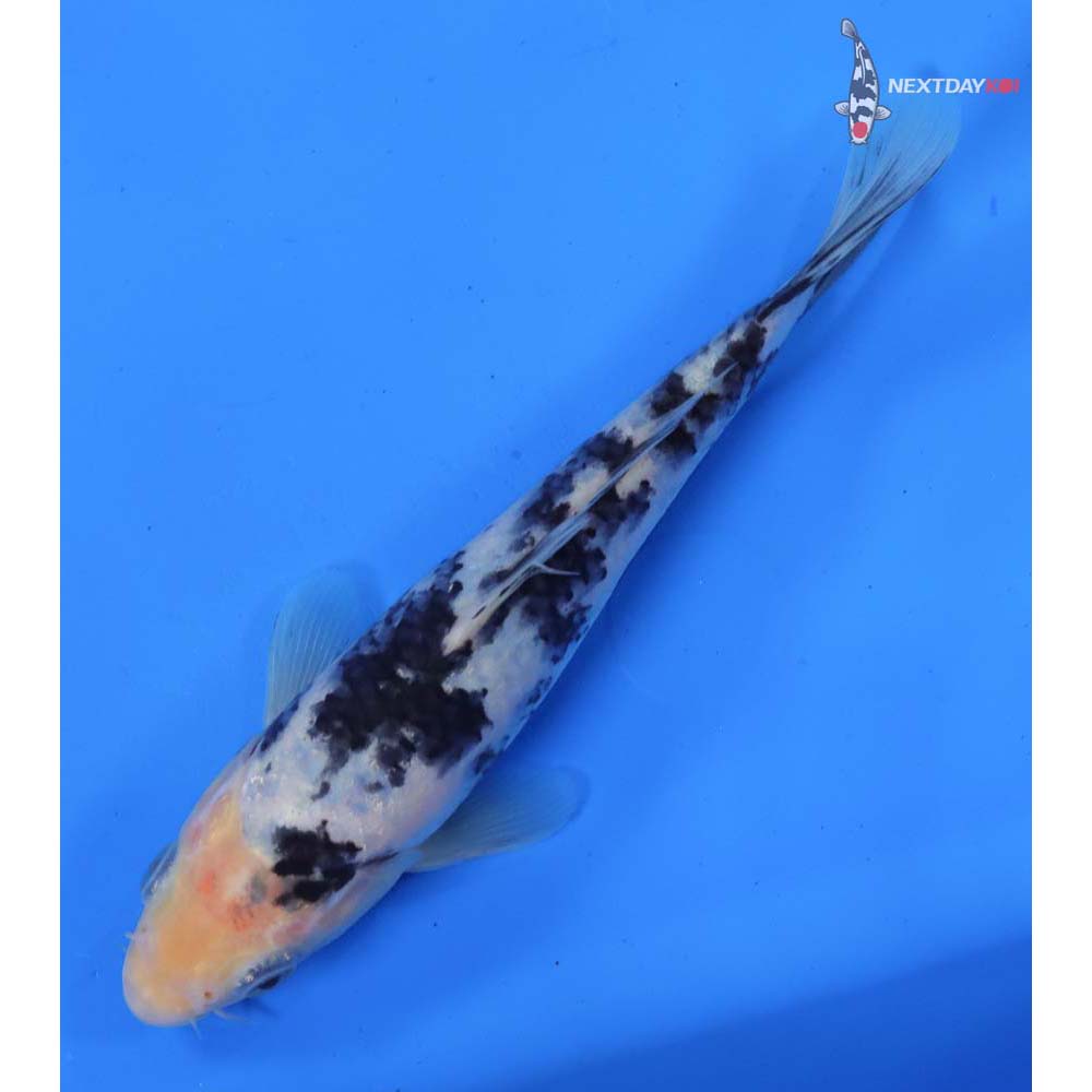 6.5” Imported Shiro Bekko