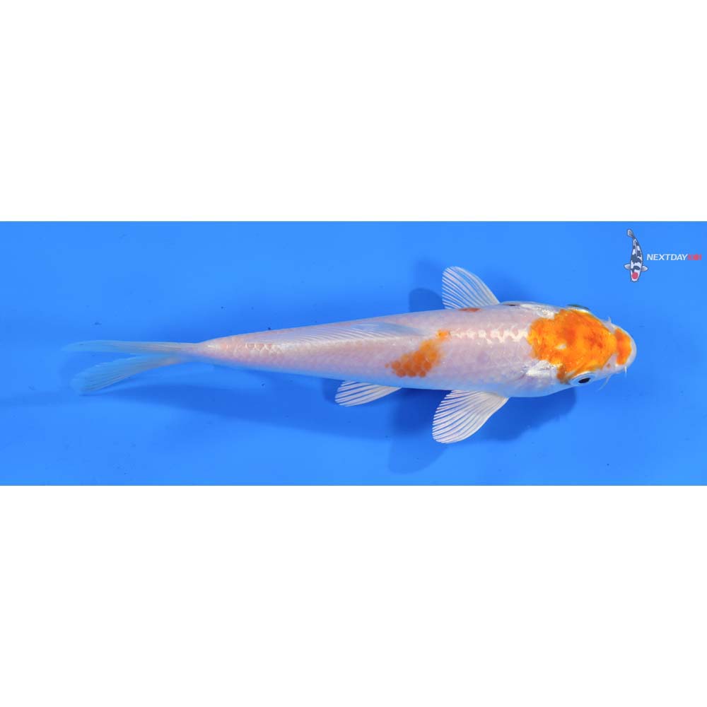 6.5” Imported Hariwake