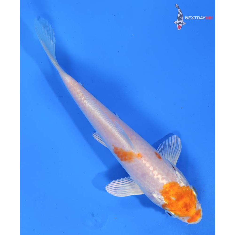 6.5” Imported Hariwake
