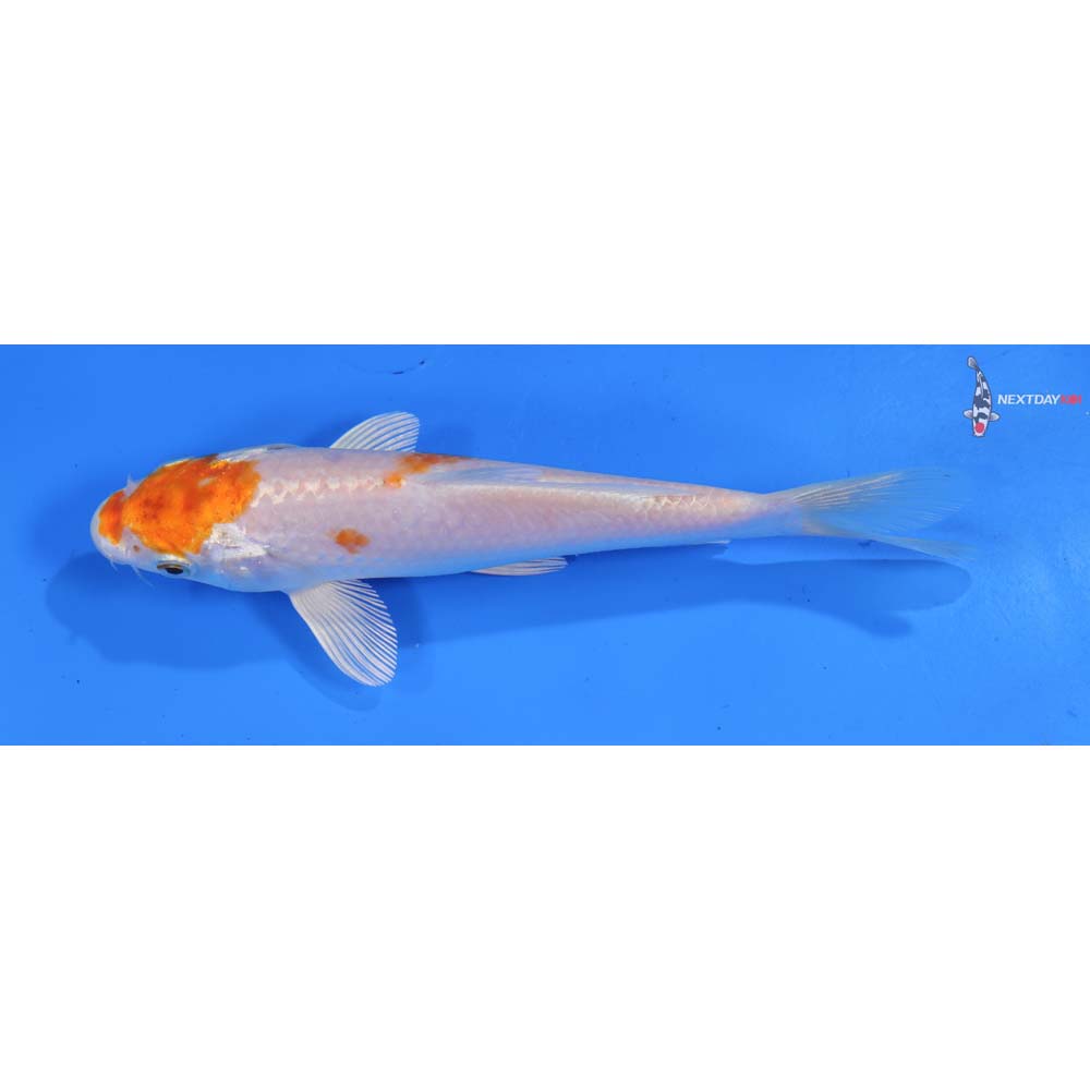 6.5” Imported Hariwake