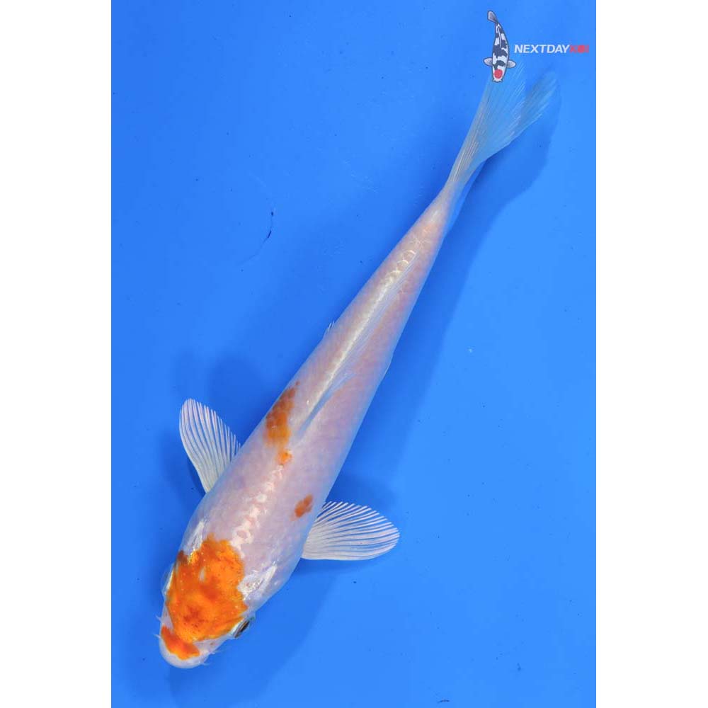 6.5” Imported Hariwake