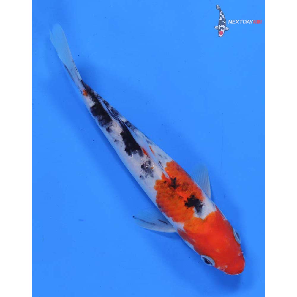 7” Imported Sanke