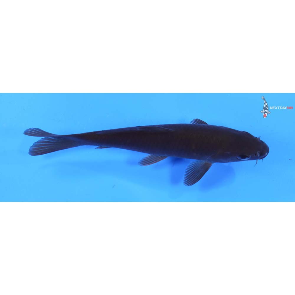 6” Imported Dark Chagoi