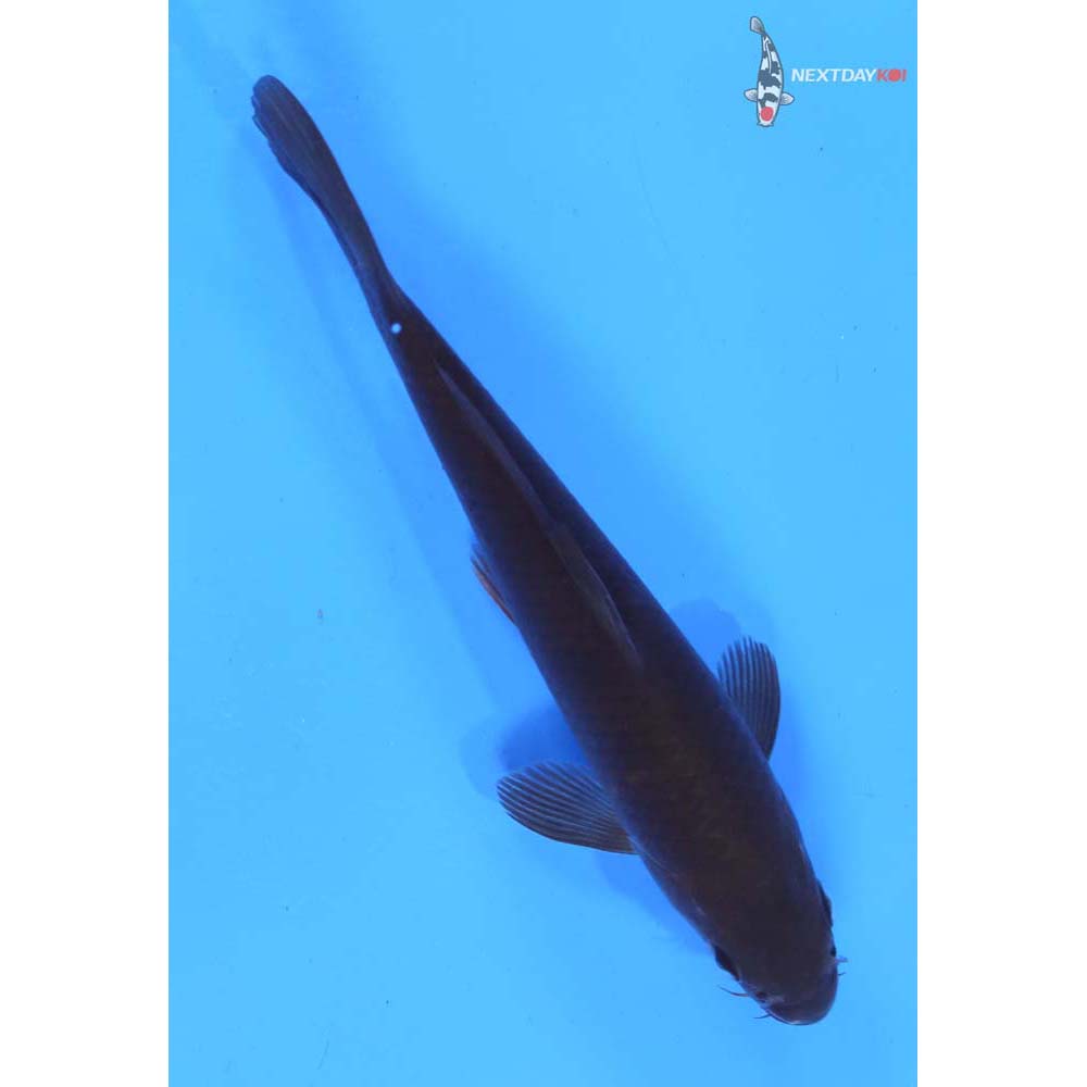 6” Imported Dark Chagoi