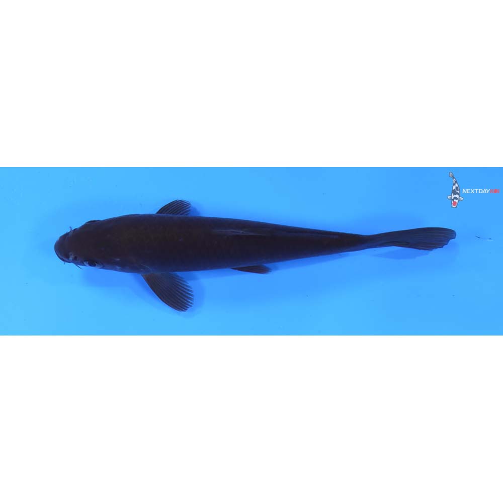 6” Imported Dark Chagoi