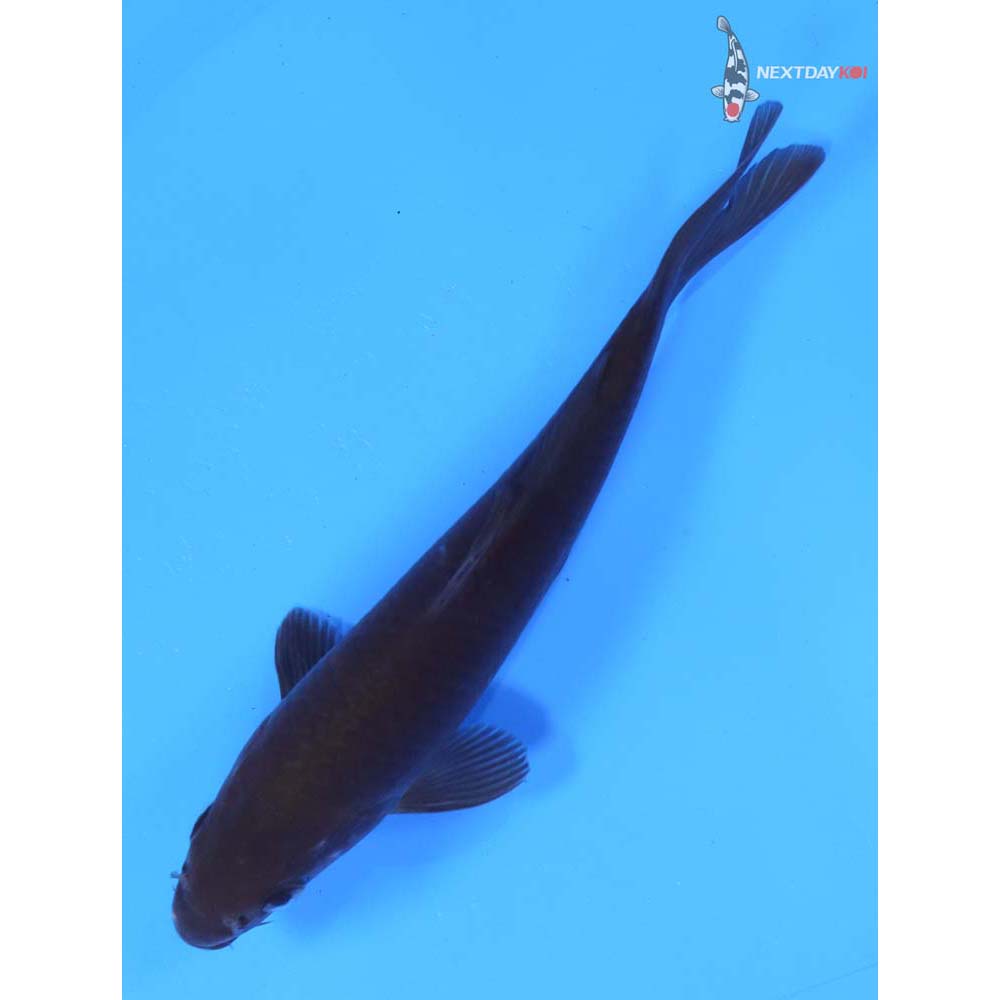 6” Imported Dark Chagoi