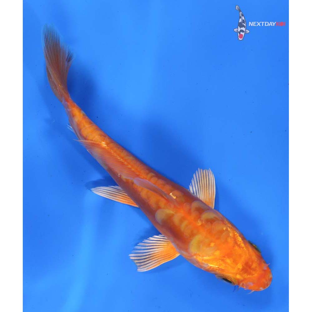 6” Imported Doitsu Orenji Ogon