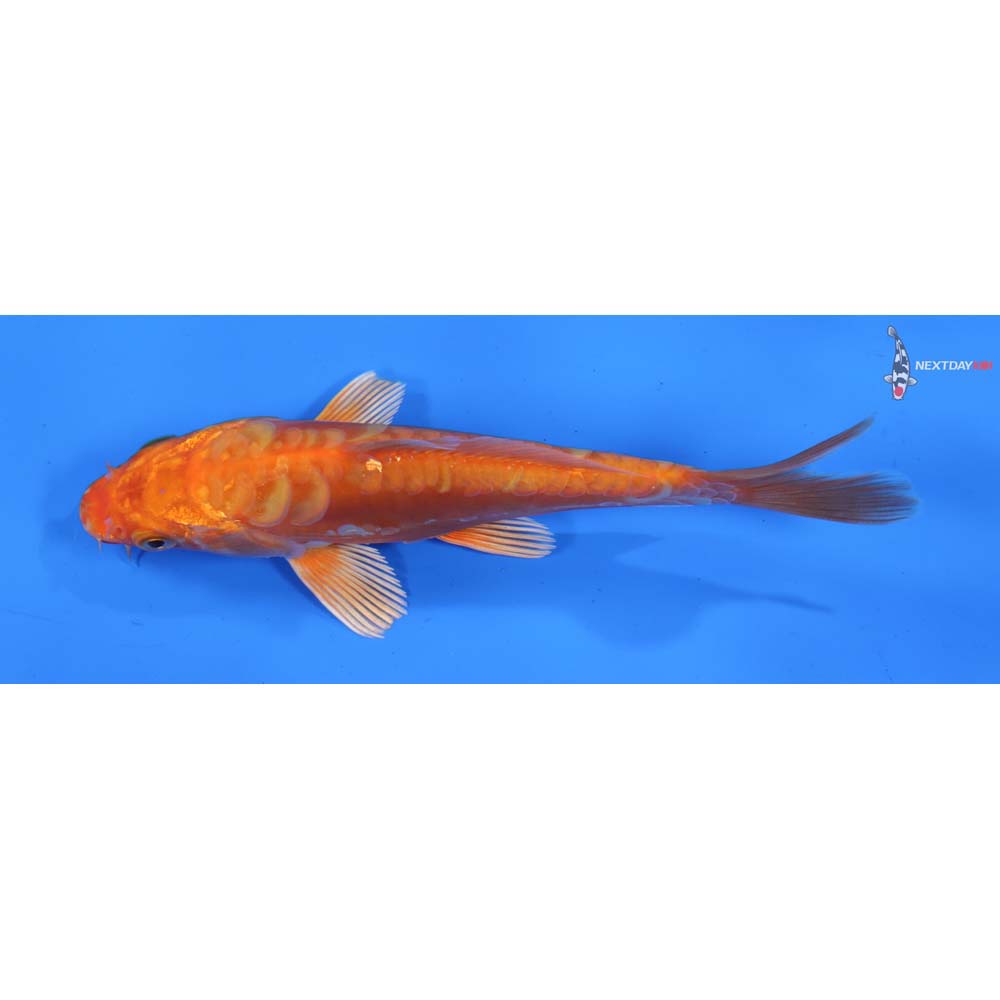 6” Imported Doitsu Orenji Ogon