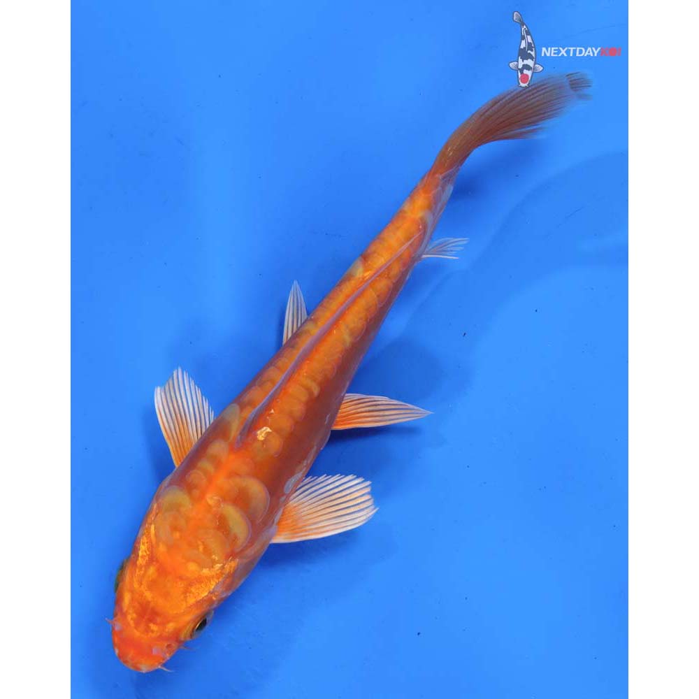 6” Imported Doitsu Orenji Ogon