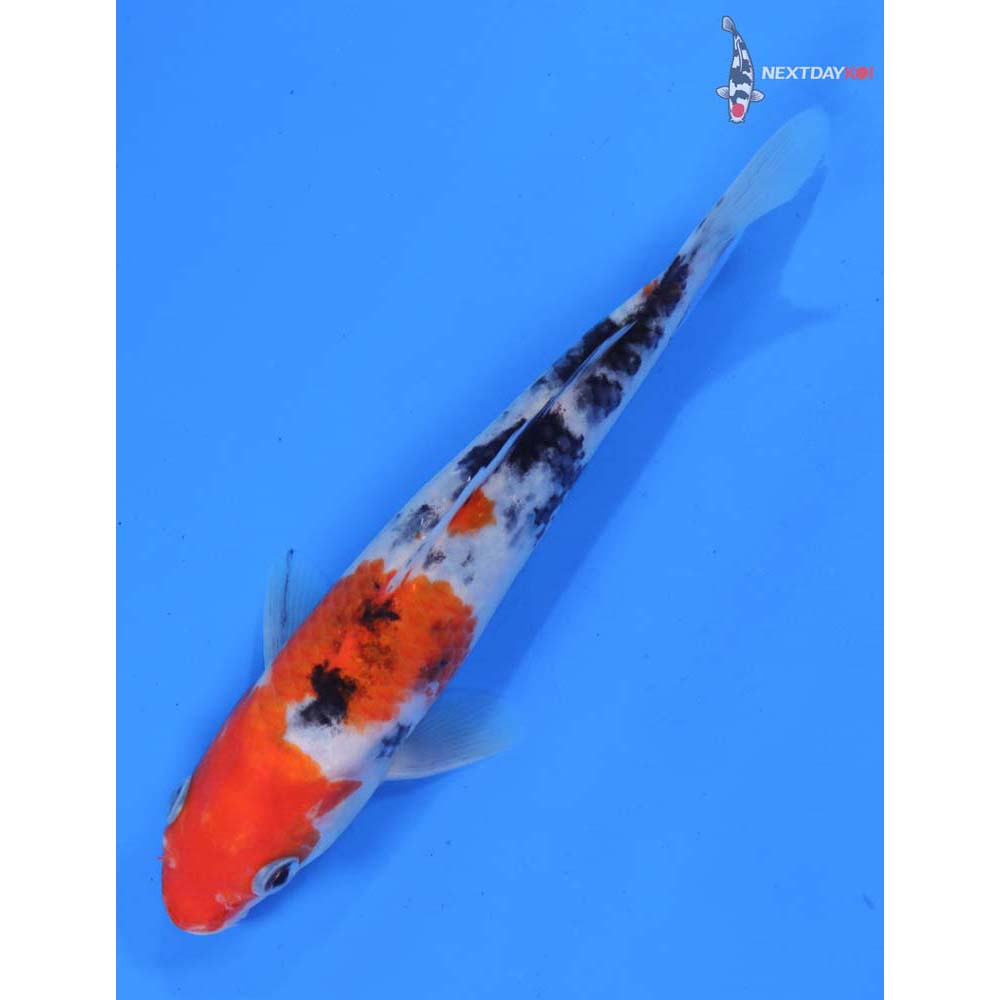 7” Imported Sanke