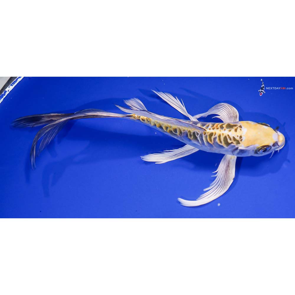 8.5” Imported Doitsu Kujaku Butterfly Koi