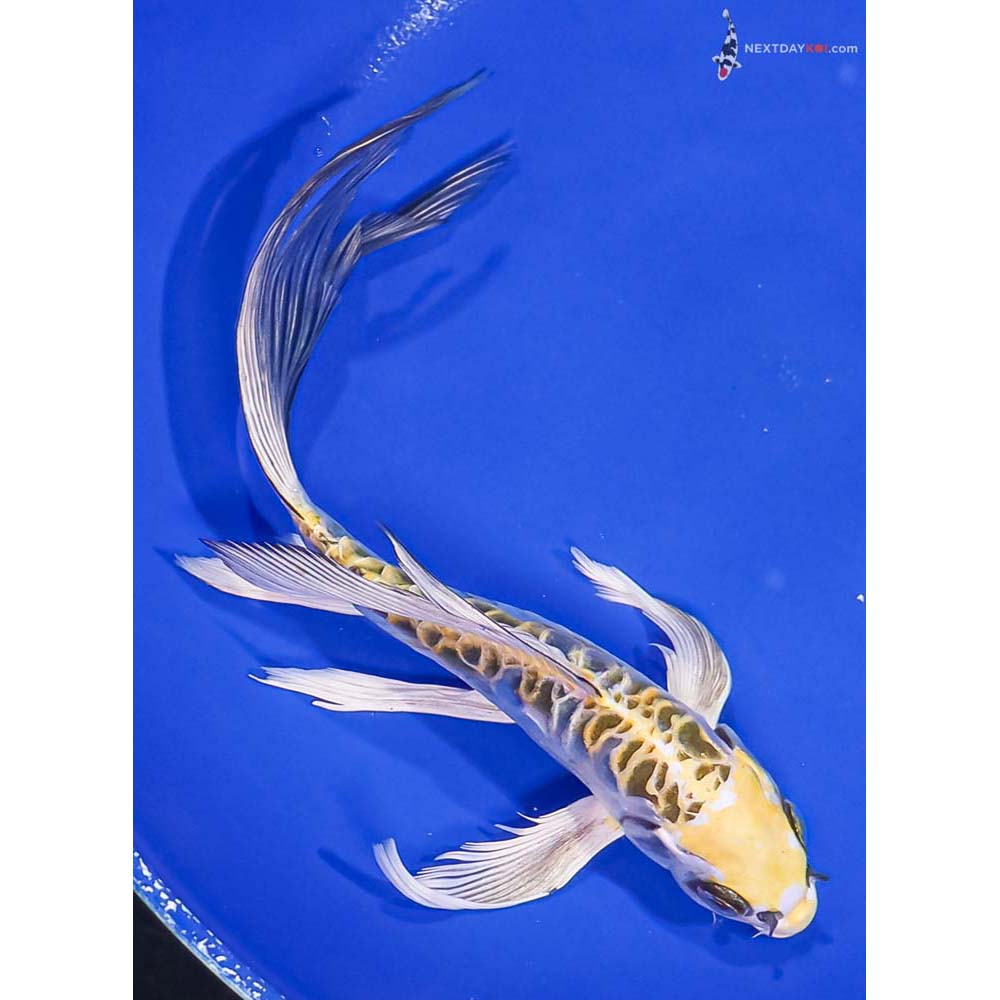 8.5” Imported Doitsu Kujaku Butterfly Koi