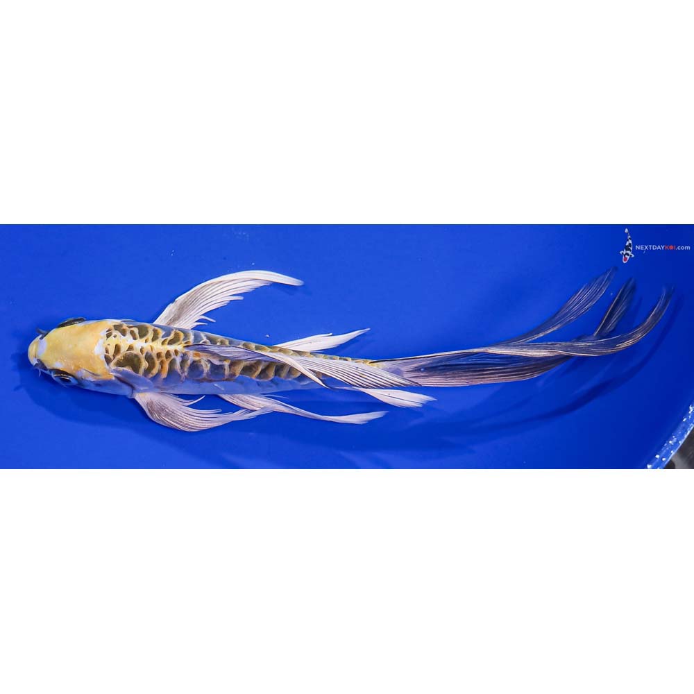 8.5” Imported Doitsu Kujaku Butterfly Koi