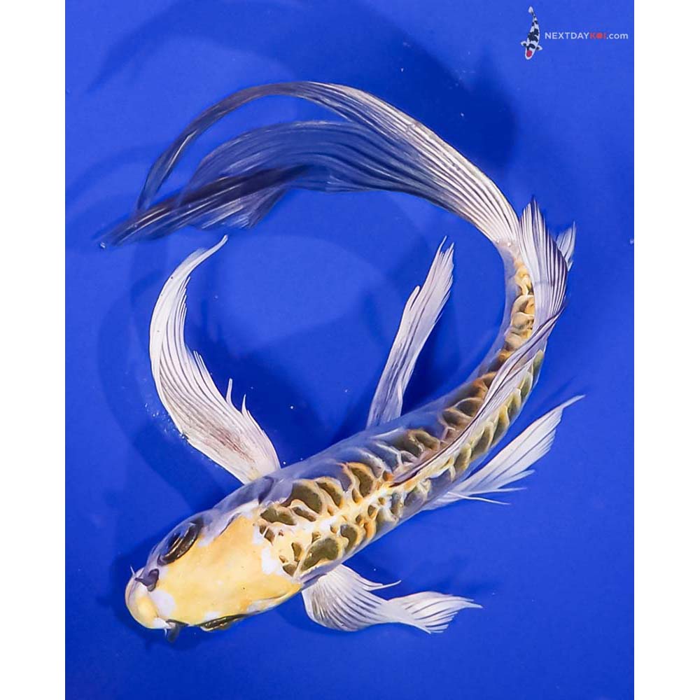 8.5” Imported Doitsu Kujaku Butterfly Koi