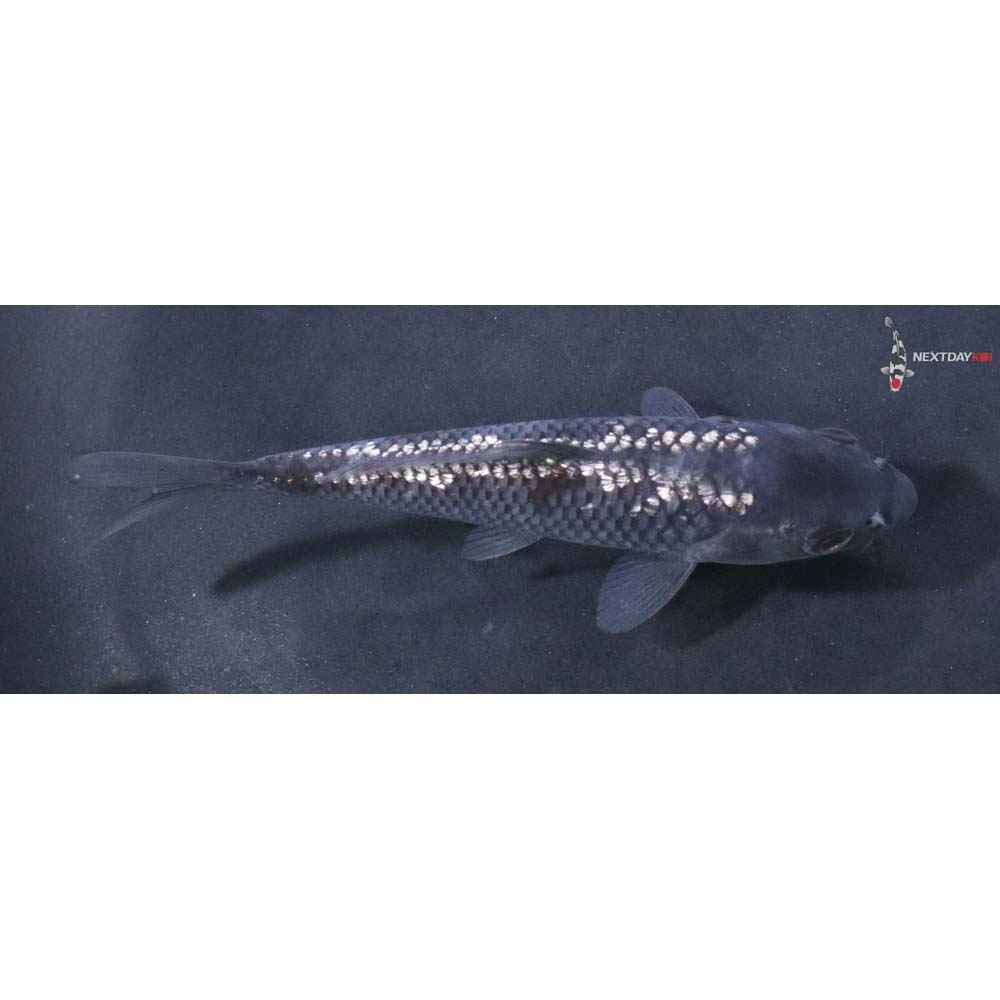 4” Imported Gin Rin Ochiba Shigure