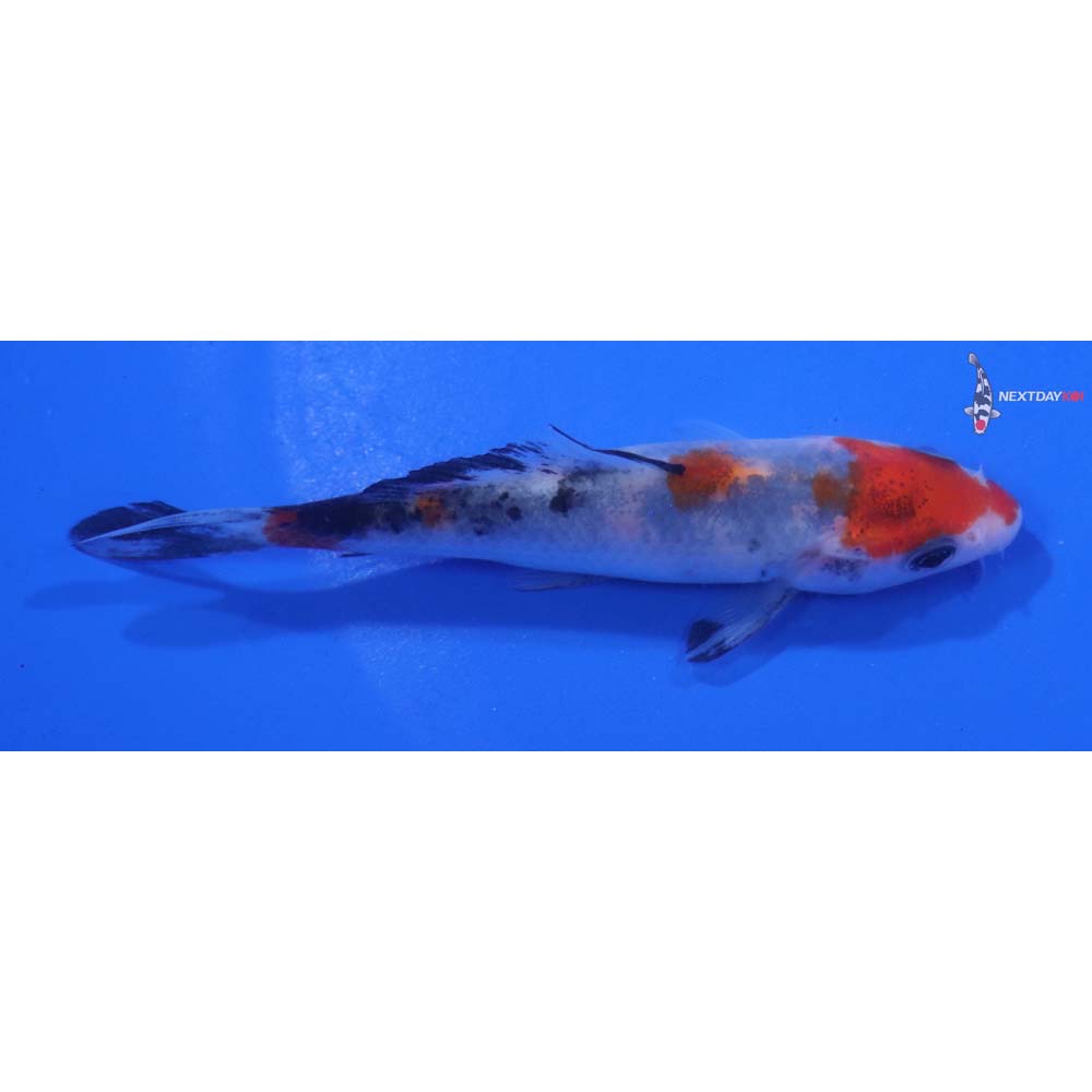 4” Imported Goshiki