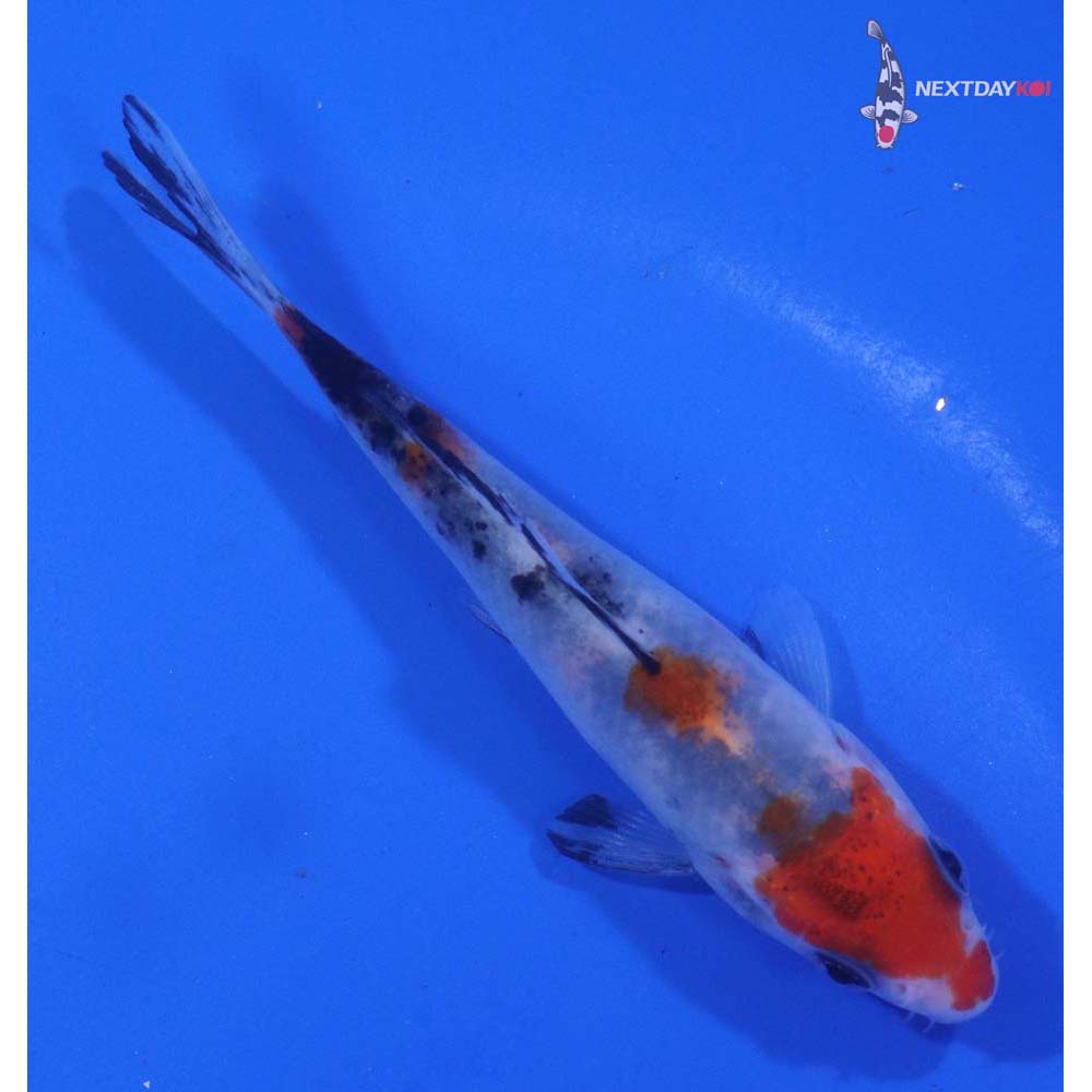 4” Imported Goshiki