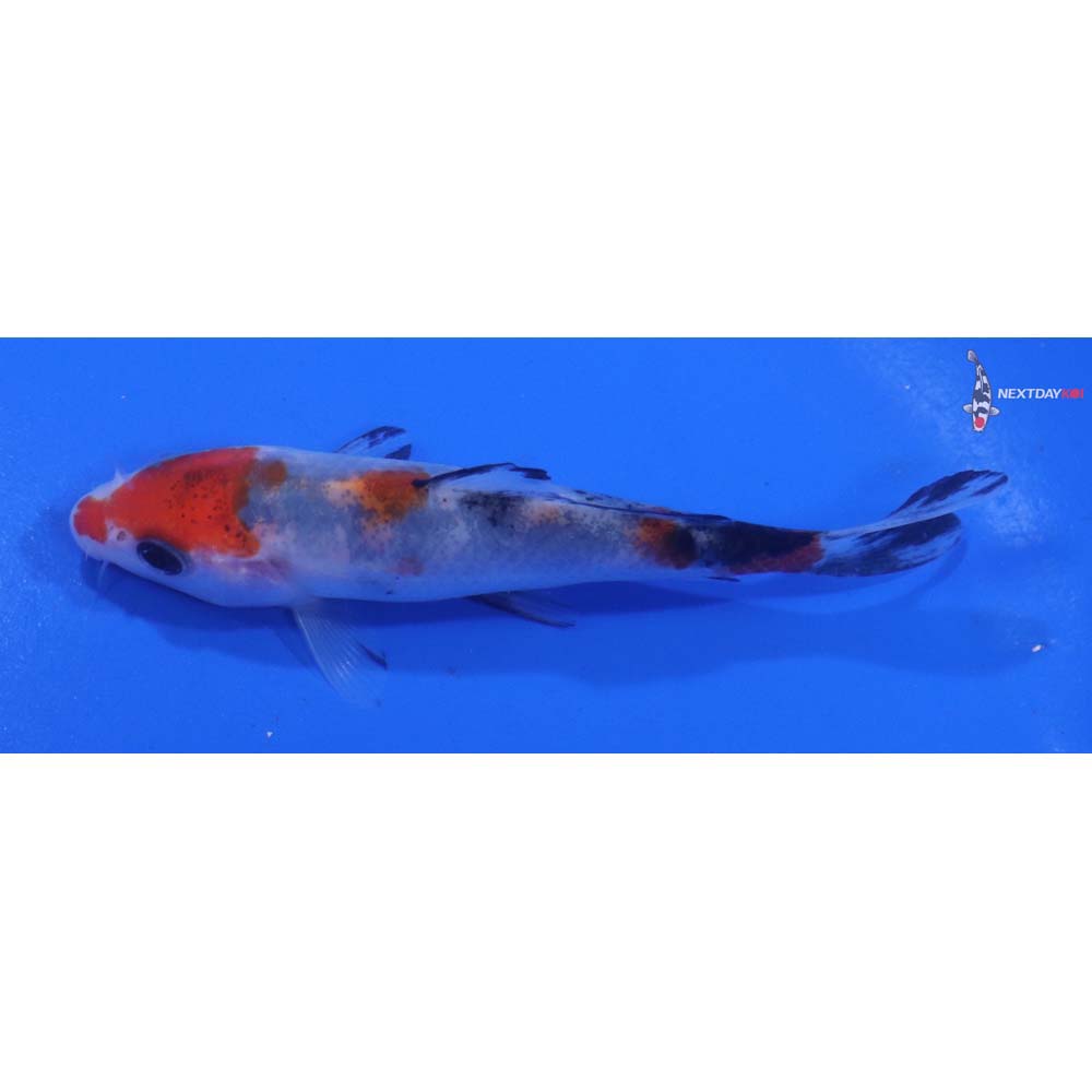 4” Imported Goshiki