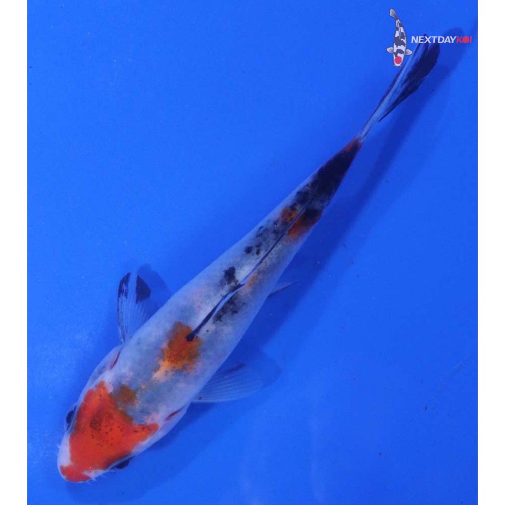 4” Imported Goshiki