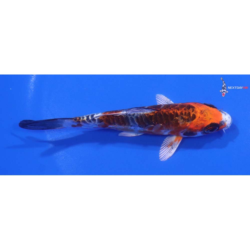4” Imported Doitsu Kujaku
