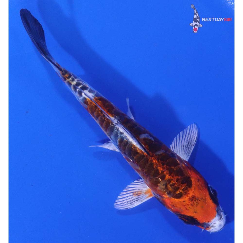 4” Imported Doitsu Kujaku