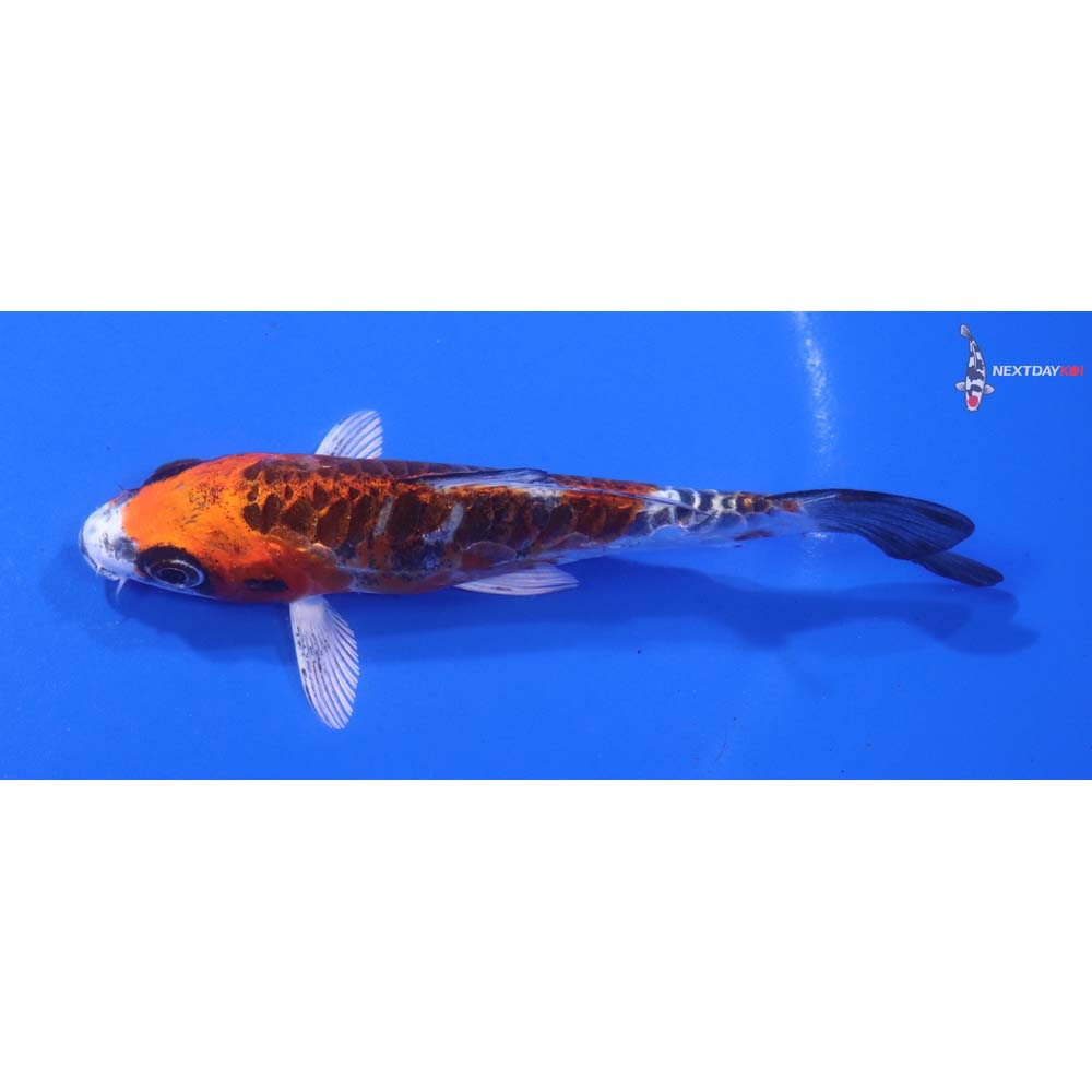 4” Imported Doitsu Kujaku