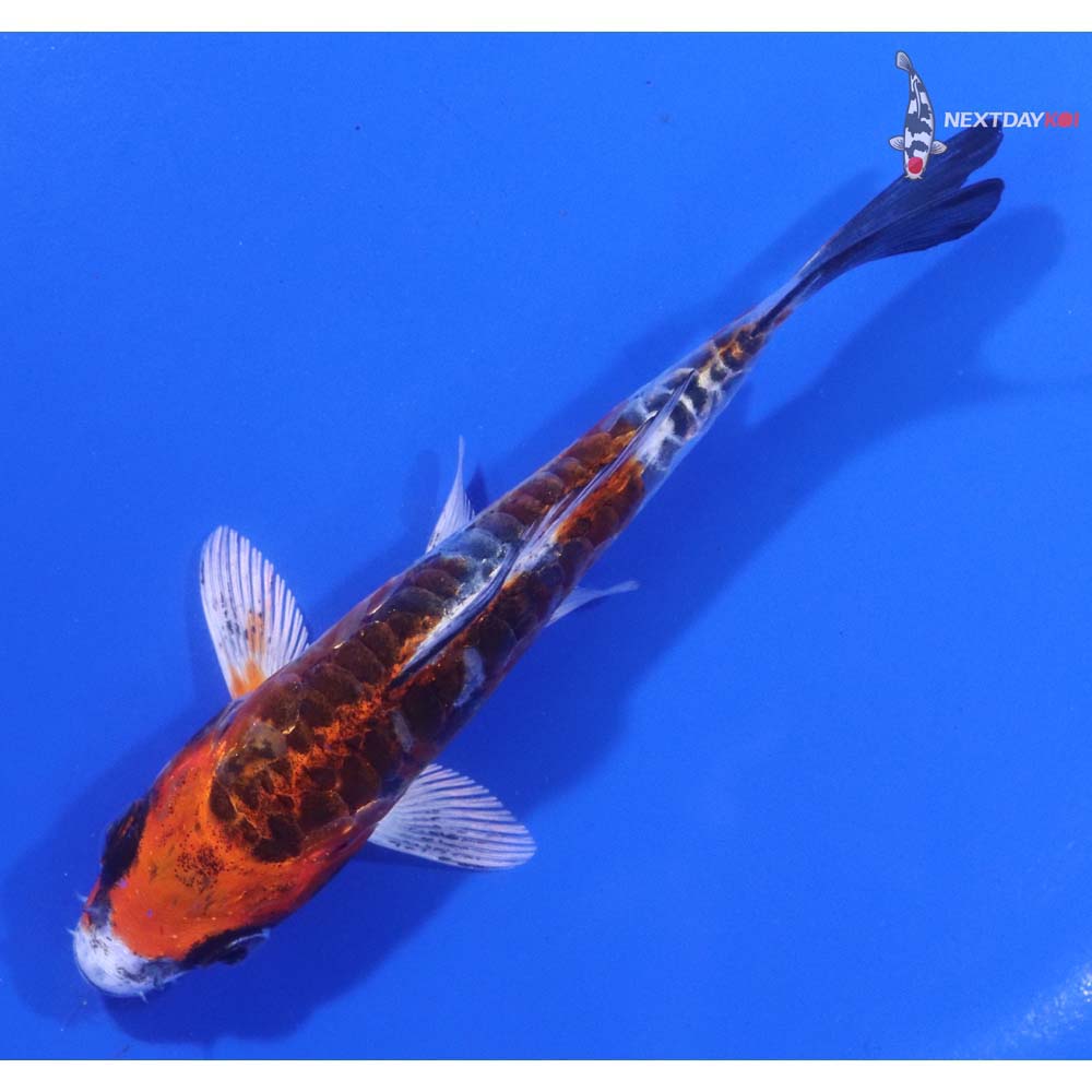 4” Imported Doitsu Kujaku