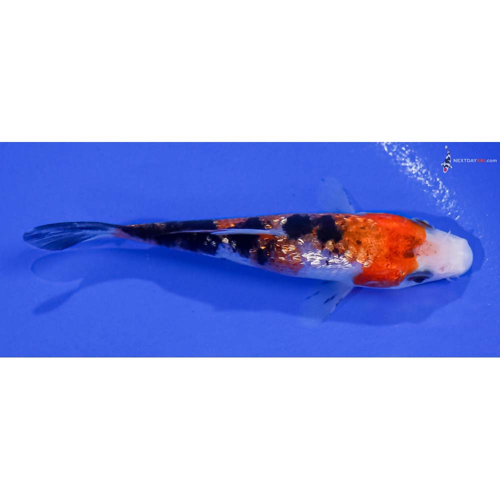 4” Imported Gin Rin Sanke