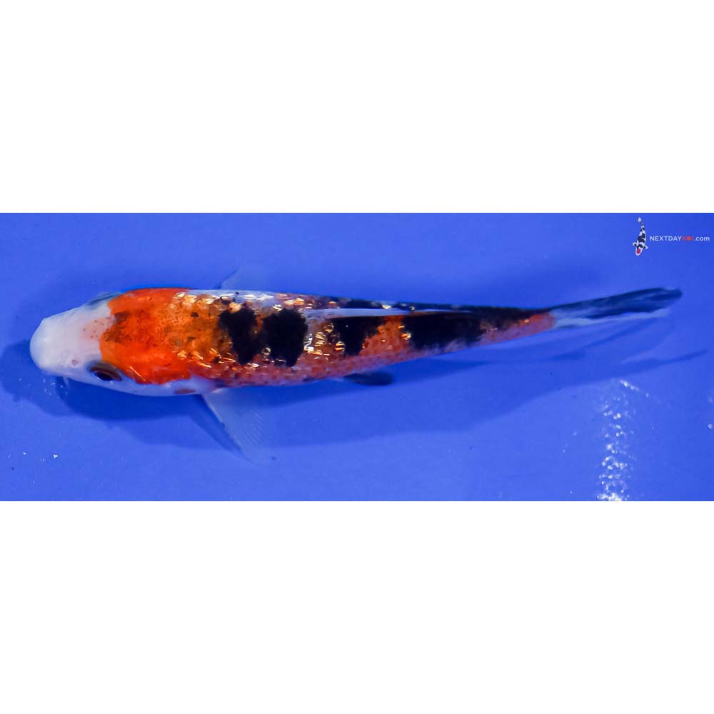 4” Imported Gin Rin Sanke
