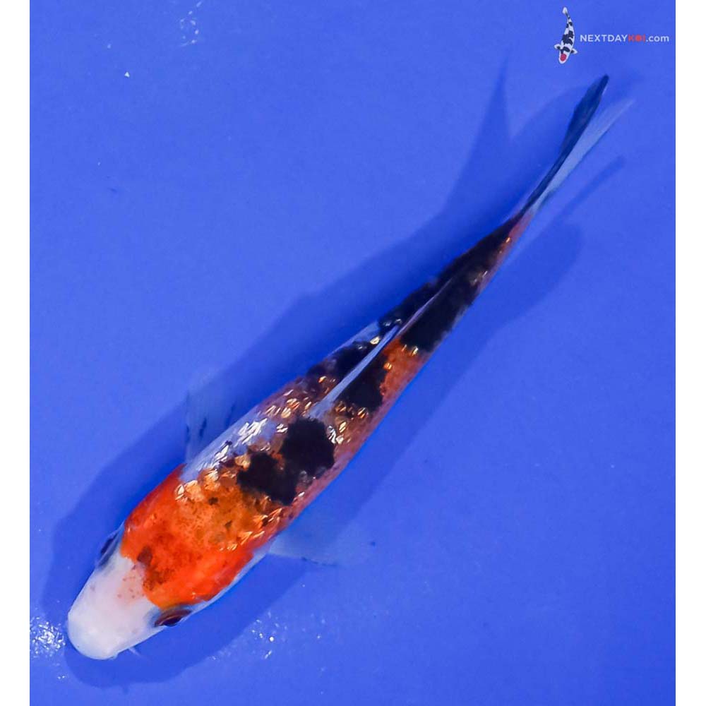 4” Imported Gin Rin Sanke