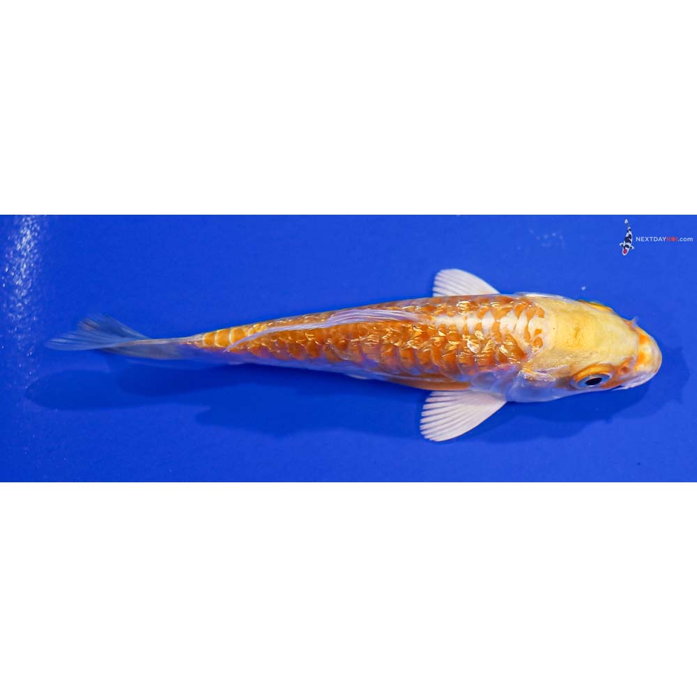 4” Imported Gin Rin Armor Scaled Lemon Hariwake