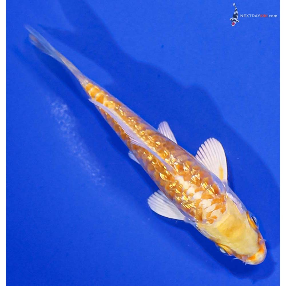 4” Imported Gin Rin Armor Scaled Lemon Hariwake