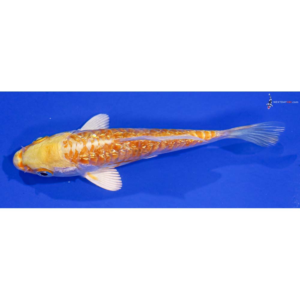 4” Imported Gin Rin Armor Scaled Lemon Hariwake
