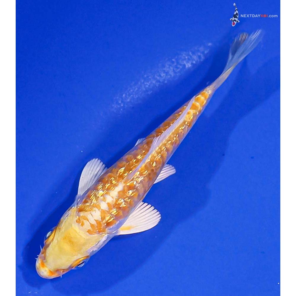 4” Imported Gin Rin Armor Scaled Lemon Hariwake