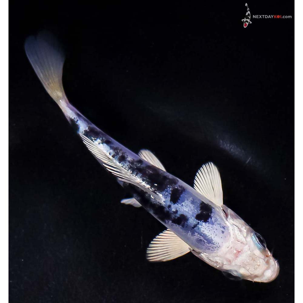 4” Imported Doitsu Blue Gin Shiro Bekko