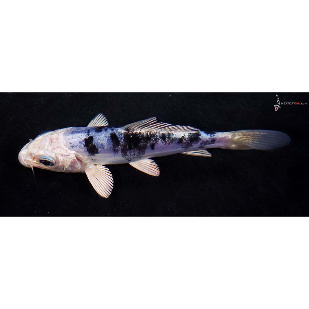 4” Imported Doitsu Blue Gin Shiro Bekko