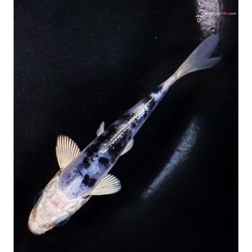 4” Imported Doitsu Blue Gin Shiro Bekko