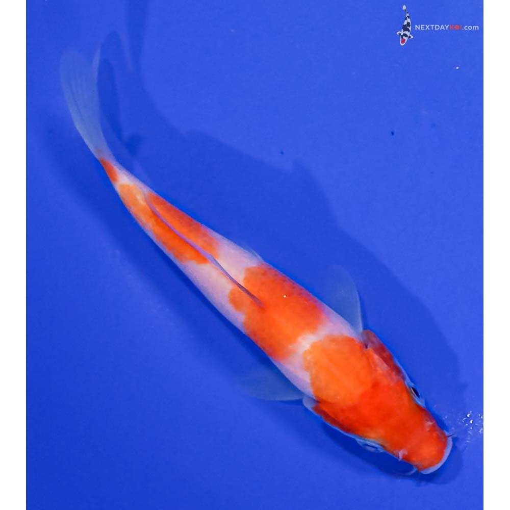 4.5” Imported Kohaku
