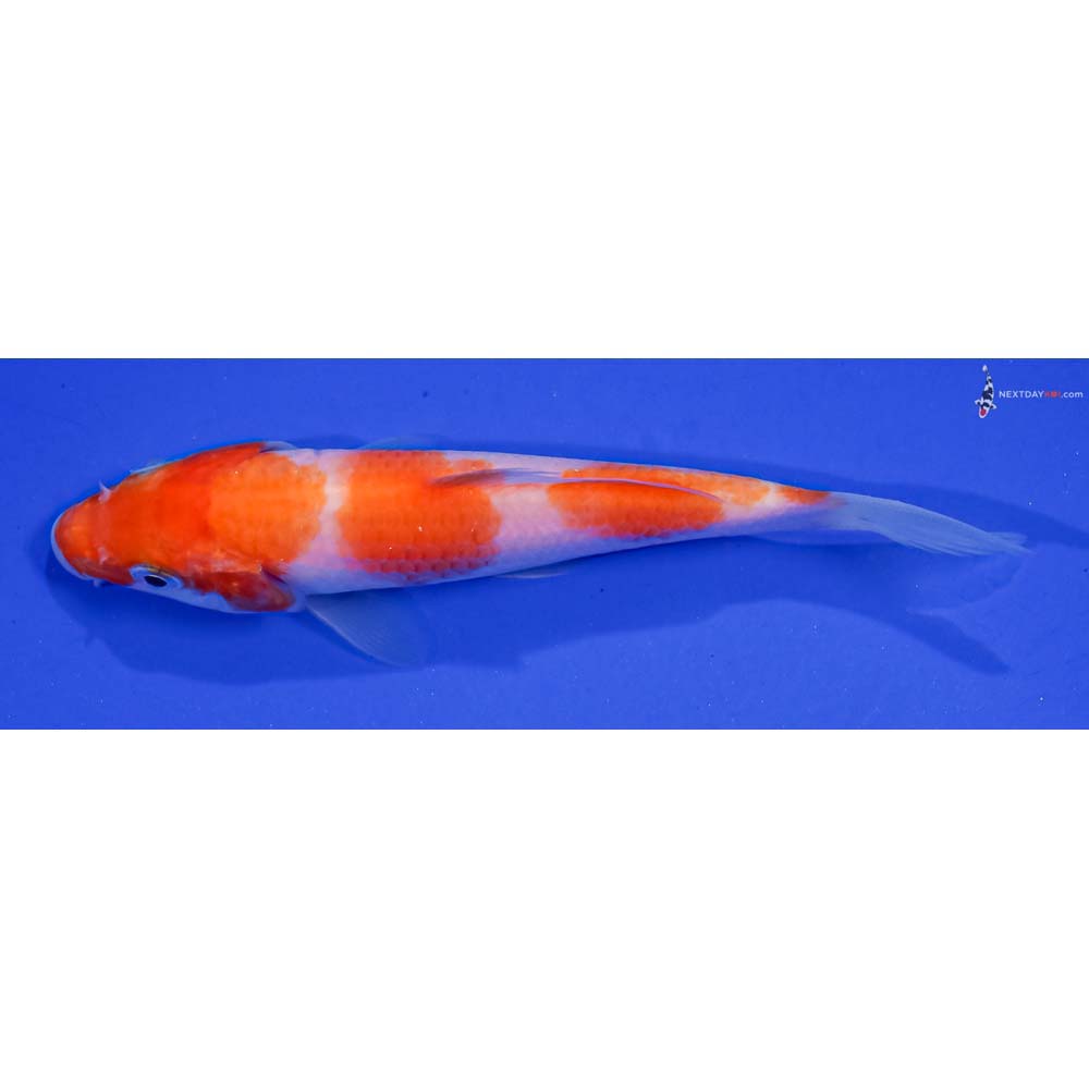4.5” Imported Kohaku