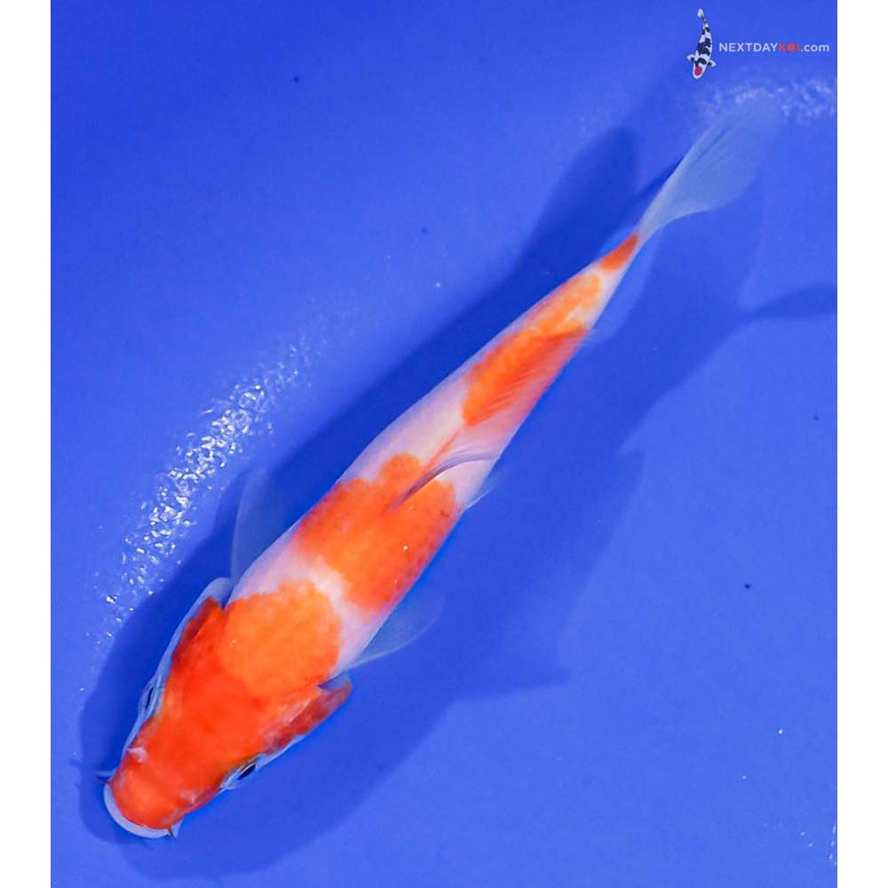 4.5” Imported Kohaku