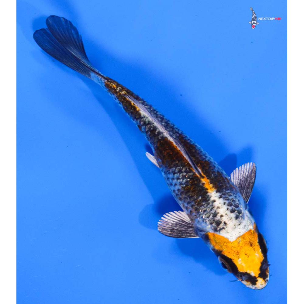 5” Imported Kujaku