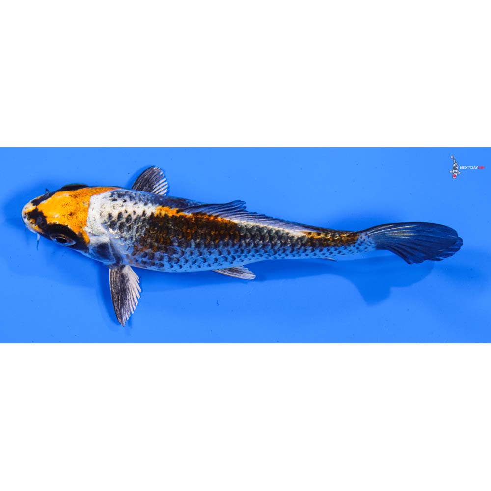 5” Imported Kujaku